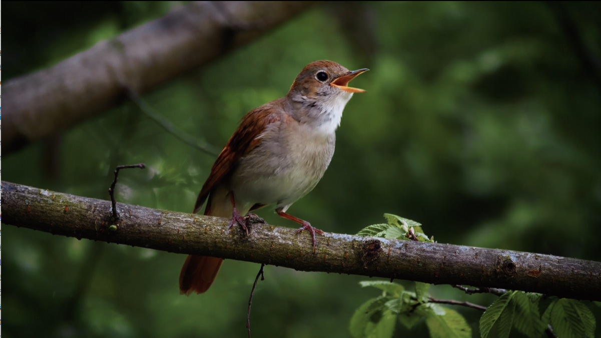 AI智能数码望远镜，让画面永远定格